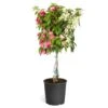 Bi-Color Bougainvillea Tree -Arbor Day Foundation Store Braided BiColor Bougainvillea
