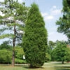 Brodie Eastern Red Cedar Tree -Arbor Day Foundation Store Broadie Eastern Red Cedar FGT 600x600 ebc0e218 8a8b 4127 a8e6 f6b95e60613a