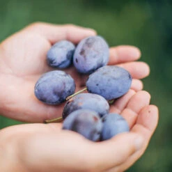 Brooks Plum Tree 10 Brooks Plum Tree -Arbor Day Foundation Store Brooks Plum 3