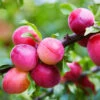 Bubblegum 'Toka' Plum Tree -Arbor Day Foundation Store Bubblegum Toka Plum 600x600 3fd2eab2 a788 4765 814b 781f19339254