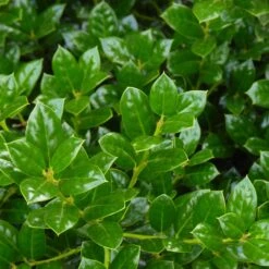 Dwarf Burford Holly Shrub -Arbor Day Foundation Store Burford Holly FGT