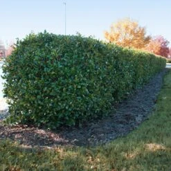 Dwarf Burford Holly Shrub -Arbor Day Foundation Store Burford holly 2 FGT