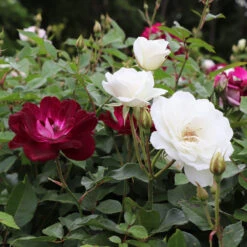 Burgundy Iceberg And Iceberg Two-fer® Rose Tree -Arbor Day Foundation Store Burgandy Iceburg ROse Tree 1