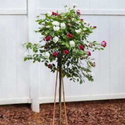Burgundy Iceberg And Iceberg Two-fer® Rose Tree -Arbor Day Foundation Store Burgandy Iceburg ROse Tree 4