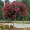 Cherokee Crape Myrtle -Arbor Day Foundation Store CHEROKEE CRAPE MYRTLE 350 THUMBNAIL FGT