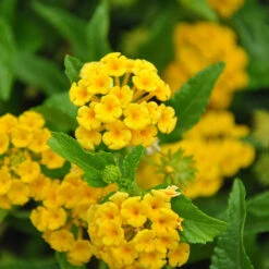 Chapel Hill Yellow Lantana -Arbor Day Foundation Store CHapel Hill gold lantana 1
