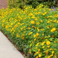 New Gold Lantana -Arbor Day Foundation Store CHapel Hill gold lantana 4