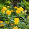 Chapel Hill Yellow Lantana 1 Chapel Hill Yellow Lantana -Arbor Day Foundation Store CHapel Hill gold lantana FGT 600x600 26668dbd be70 4cd5 a0b3 f0a276652a04