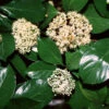 Chindo Sweet Viburnum Shrub -Arbor Day Foundation Store CHindo Viburnum 600x600 314dca2a 104d 46fa 8ff4 997bc28d247f