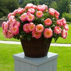 Coral Charm Peony -Arbor Day Foundation Store COral Charm Peony 1