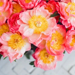 Coral Charm Peony -Arbor Day Foundation Store COral Charm Peony 6 FGT