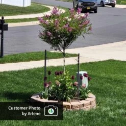 Dwarf Korean Lilac Tree -Arbor Day Foundation Store CPB DwarfKoreanLilacTree Arlene ugc test