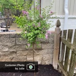 Dwarf Korean Lilac Tree -Arbor Day Foundation Store CPB DwarfKoreanLilacTree Julie ugc test
