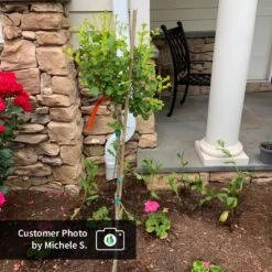 Dwarf Korean Lilac Tree -Arbor Day Foundation Store CPB DwarfKoreanLilacTree MicheleS ugc test