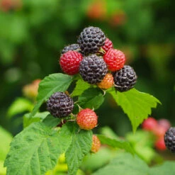 Cumberland Black Raspberry - USDA Organic 10 Cumberland Black Raspberry - USDA Organic -Arbor Day Foundation Store CUmberland Black RAspberry 1 FGT e255f3ce a3d5 41e6 b284 ffd98b9d3b34