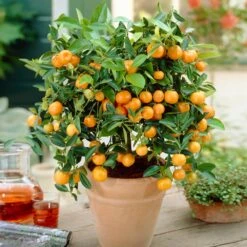 Calamondin Bush -Arbor Day Foundation Store Calamondin Bush 1