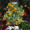 California Honey Mandarin Tree 2 California Honey Mandarin Tree -Arbor Day Foundation Store California Mandarin FGT 600x600 916c5935 1e01 4487 a634 987a74a0da2b