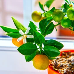Calamondin Tree -Arbor Day Foundation Store Calomondin 5