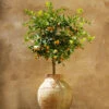 Calamondin Tree 1 Calamondin Tree -Arbor Day Foundation Store Calomondin FGT 600x600 61fc6ceb be3a 471b 85e2 cdcd99c89a7d