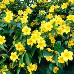 Carolina Jasmine -Arbor Day Foundation Store Carolina Jessamine Yellow Jasmine 1 FGT