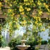 Carolina Jasmine -Arbor Day Foundation Store Carolina Jessamine Yellow Jasmine FGT 600x600 2df64fae 9c59 438a a269 396ce4c7b66d
