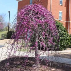 Cascading Hearts Redbud Tree -Arbor Day Foundation Store CascadingHEarts Redbud 4