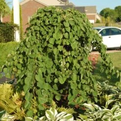 Cascading Hearts Redbud Tree -Arbor Day Foundation Store Cascading Hearts Redbud 2