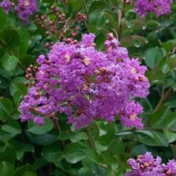 Catawba Crape Myrtle Tree -Arbor Day Foundation Store Catawba Crape Myrtle 1 FGT