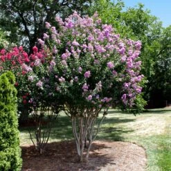 Catawba Crape Myrtle Tree -Arbor Day Foundation Store Catawba Crape Myrtle 4 FGT