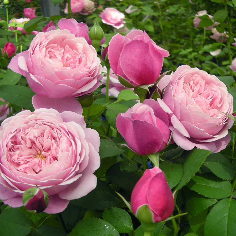 Cathedral Bells Rose 4 Cathedral Bells Rose - Image 2