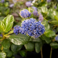 Yankee Point California Lilac -Arbor Day Foundation Store Ceanothus Yankee Point 1
