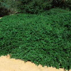 Yankee Point California Lilac -Arbor Day Foundation Store Ceanothus Yankee Point 5