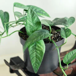 Cebu Blue Pothos -Arbor Day Foundation Store Cebu Blue Pothos 1