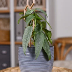 Cebu Blue Pothos -Arbor Day Foundation Store Cebu Blue Pothos 3