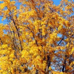 Chandler Walnut Tree 10 Chandler Walnut Tree -Arbor Day Foundation Store Chandler Walnut 1