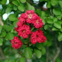 Cherokee Crape Myrtle -Arbor Day Foundation Store Cherokee Crape Myrtle Closeup D1 450