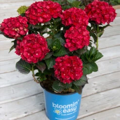 Cherry-Go-Round™ Hydrangea -Arbor Day Foundation Store Cherry Go Round Hydrangea 1