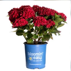 Cherry-Go-Round™ Hydrangea -Arbor Day Foundation Store Cherry Go Round Hydrangea 3