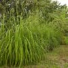 Citronella Grass (Cymbopogon Nardus) -Arbor Day Foundation Store Citronella GRass FGT 600x600 b10313b7 b834 4295 9524 780e9024abec