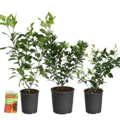 All-in-One Citrus Starter Kit -Arbor Day Foundation Store Citrus Starter Kit 2