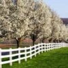 Cleveland Pear Tree -Arbor Day Foundation Store Cleveland Pear 600x600 FGT