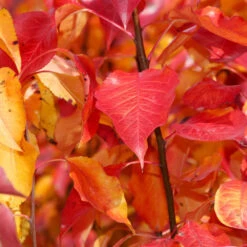 Cleveland Pear Tree -Arbor Day Foundation Store Cleveland Pear 9 FGT