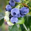 Climax Blueberry -Arbor Day Foundation Store Climax Blueberry 600x600 7714f4df f6bc 419c 8100 ff1766e63362