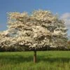 Cloud 9 Dogwood 2 Cloud 9 Dogwood -Arbor Day Foundation Store Cloud 9 Dogwood FGT 600x600 05ed5b92 7d3c 4d78 9e26 3427f11549f2