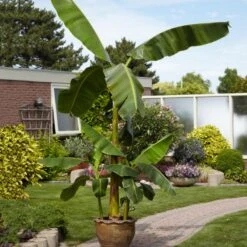 Cold Hardy Banana Tree -Arbor Day Foundation Store Cold Hardy Banana Tree 1