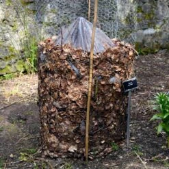 Cold Hardy Banana Tree -Arbor Day Foundation Store Cold Hardy Banana Tree FGT 3