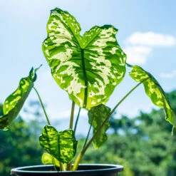 Colocasia 'Hilo Beauty' -Arbor Day Foundation Store Colocasia Hilo beauty 1