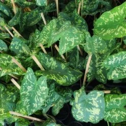 Colocasia 'Hilo Beauty' -Arbor Day Foundation Store Colocasia Hilo beauty 2