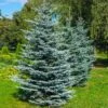 Colorado Blue Spruce Tree -Arbor Day Foundation Store Colorado BLue Spruce 600x600 FGT