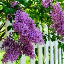 Common Purple Lilac -Arbor Day Foundation Store Common Purple Lilac 3